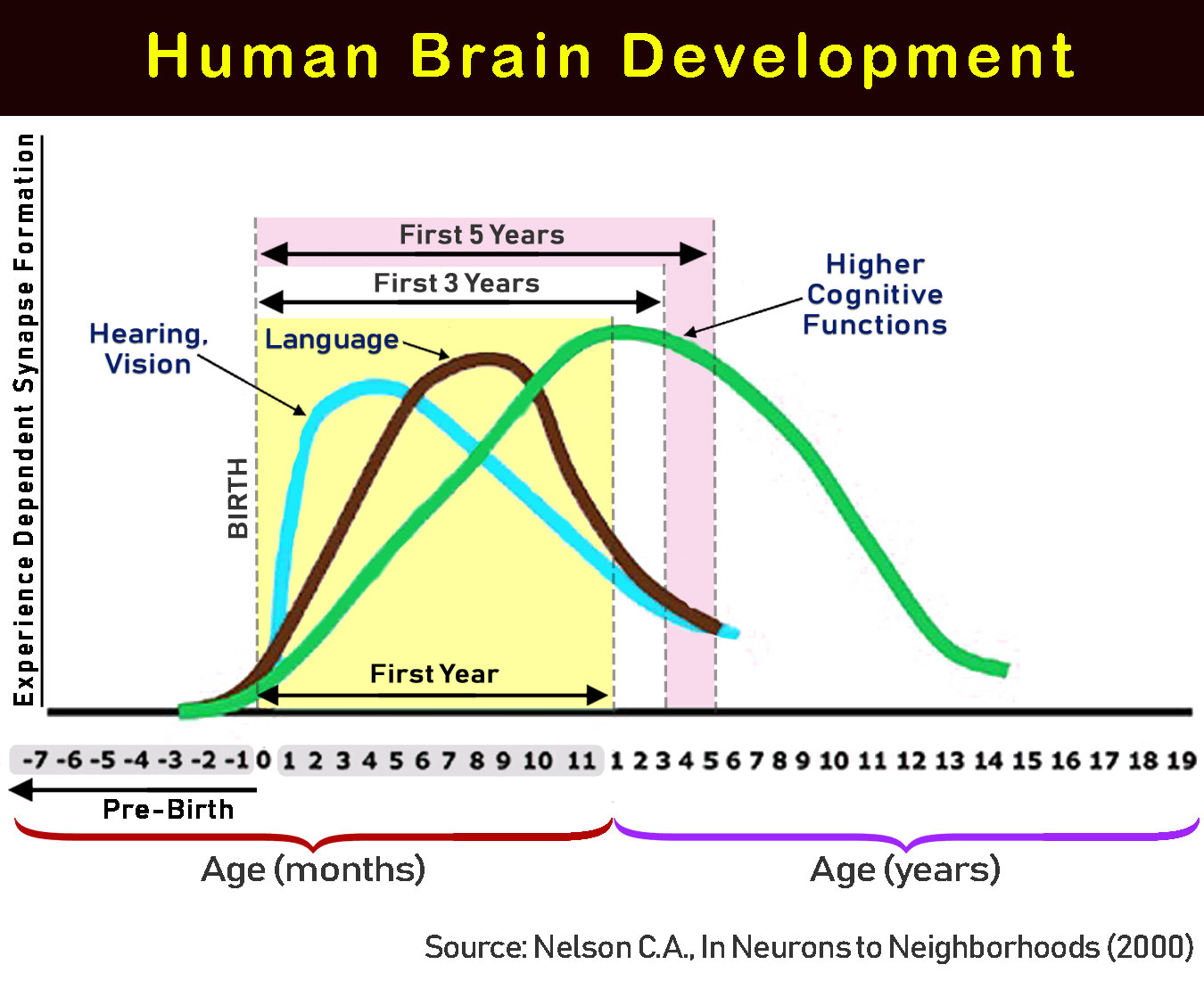Early Childhood Human Brain Development
